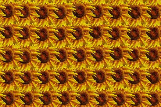 Sunflowers abstract background