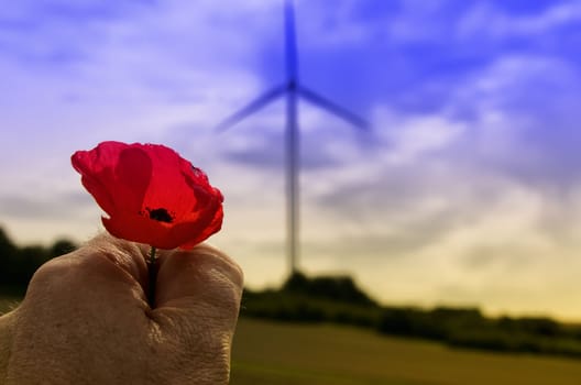 the poppy and the wind turbine