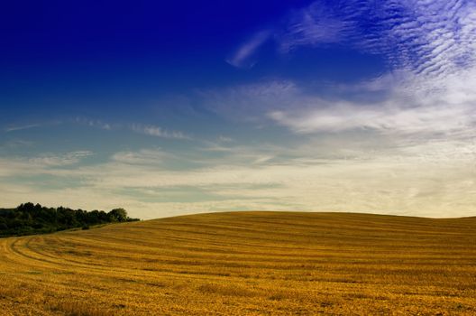 the fields after the harvest