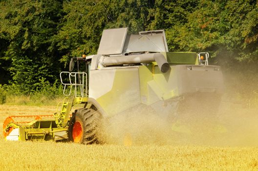 the combine harvester reaps the corn