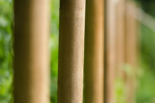 alignment of many wooden stakes
