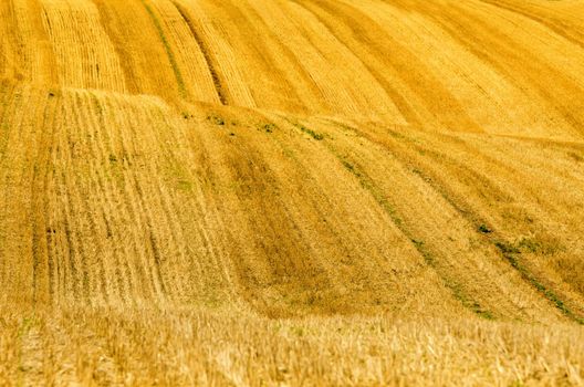 hills in the wheat fields