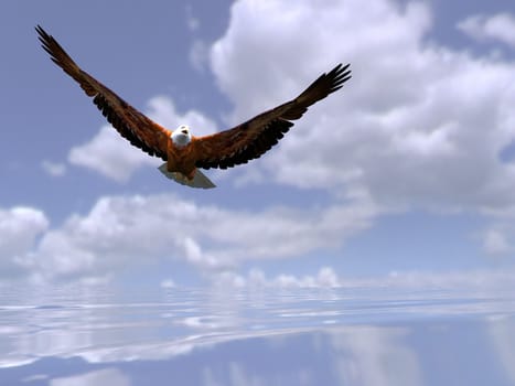 the eagle over the sea