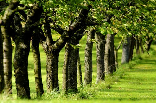 a line of trees in leaf  green