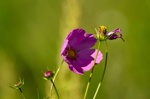 the  purple flower on a green background