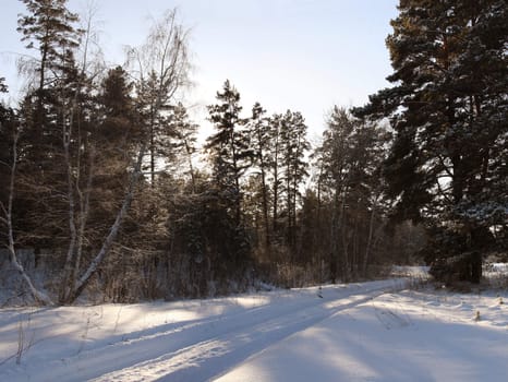 In a winter wood in solar frosty day