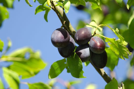 the plums on a tree