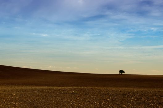 the little tree lost in the fields