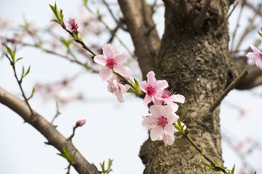 pink Peach blossom in a garden at spring