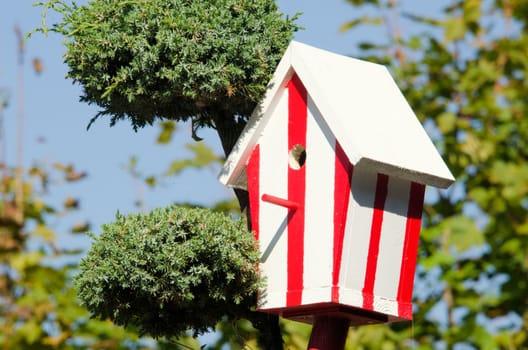 the red and white colored birds home