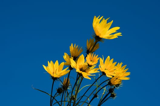 yellow flowers and blue sky