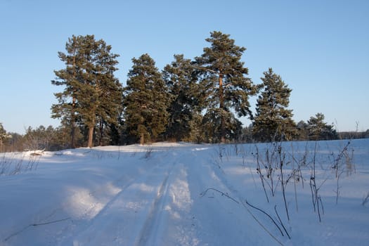 In a winter wood in solar frosty day