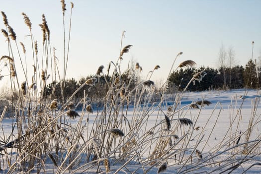 In a winter wood in solar frosty day