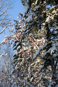 Red mountain ash in a snow-covered winter wood