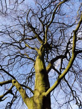 Angled photo looking up at tree branches