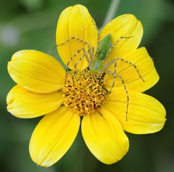 Yellow flower and green spider, Diria National Park, Costa Rica.