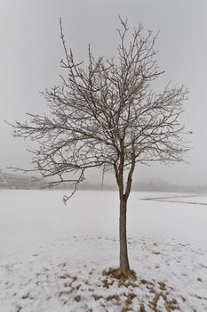 A tree standing in a snow covered park on a cold foggy winter day in Regina, Canada