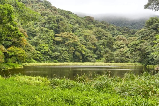 Jungle pond, Tenorio Volcano National Park, Costa Rica.