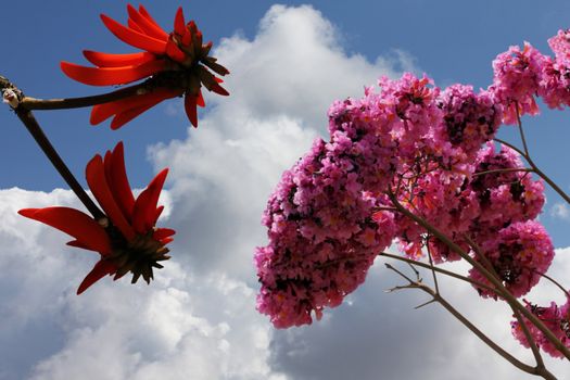 Tabebuia is a genus of flowering plants in the family Bignoniaceae and coral tree flower (Erythrina Lysistemon) on blue sky background