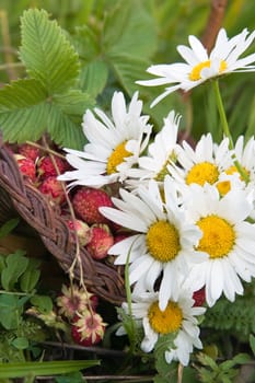 Wild strawberry in a wum basket and white camomiles