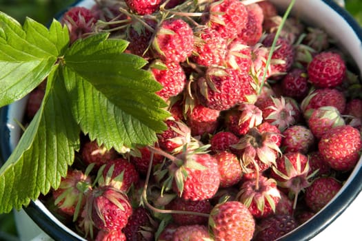 Fresh strawberry collected in a wood