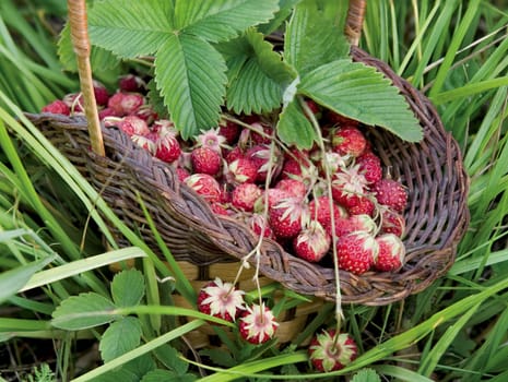 Wild strawberry in a wum basket 