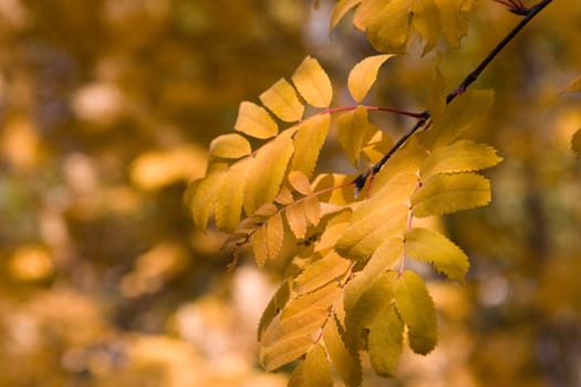 Yellow leaves of a mountain ash on a background of the yellowed wood