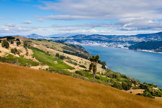City of Dunedin and Otago Harbour seen from Otago Peninsula  South Island  New Zealand