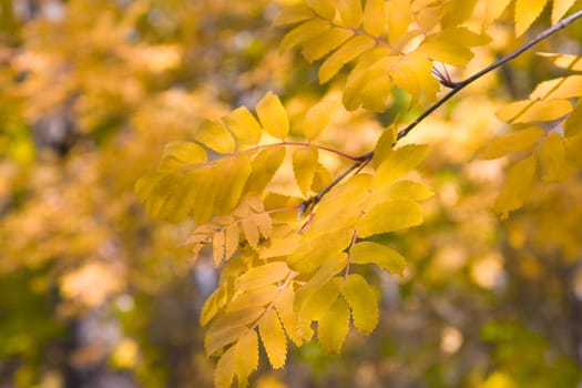 Yellow leaves of a mountain ash on a background of the yellowed wood