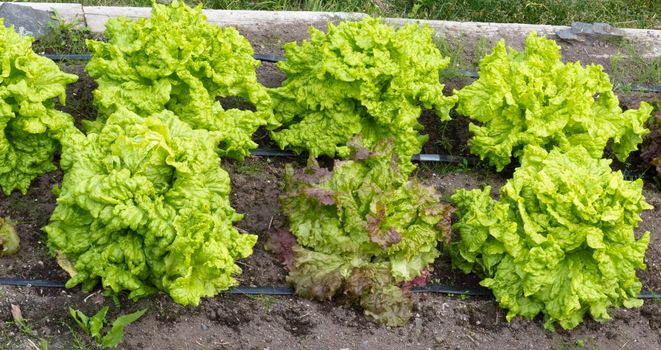 Raised bed with crisp tasty organically grown lettuce of different home grown fresh vegetable and herb plants in wooden frames for easy cultivation