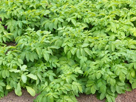 Cultivated potatoe patch in organic hobby vegetable garden