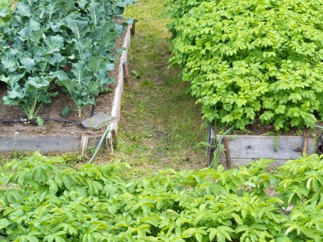 Neat raised beds of potatoes cauliflower and broccoli as an assortment of different home grown fresh vegetable plants in wooden frames for easy cultivation and gardening