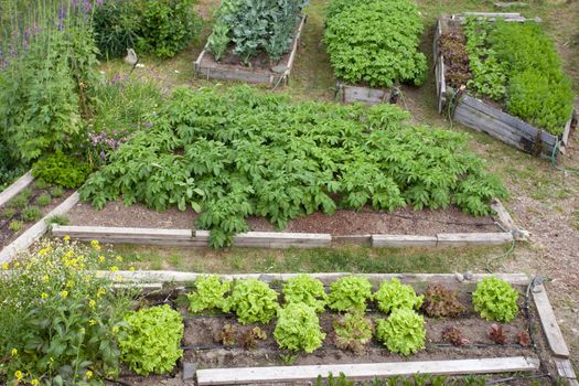 Neat raised beds of potatoes cauliflower broccoli lettuce carrots and parsnip as assortment of different home grown fresh vegetable and herb plants in wooden frames for easy cultivation