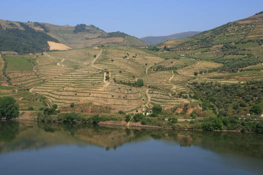 view in vineyard in Portugal