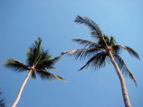 Resort. Palm trees on the Pacific coast of Mexico.