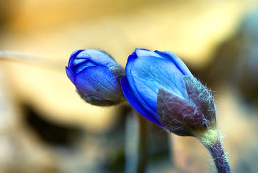 Hepatica nobilis