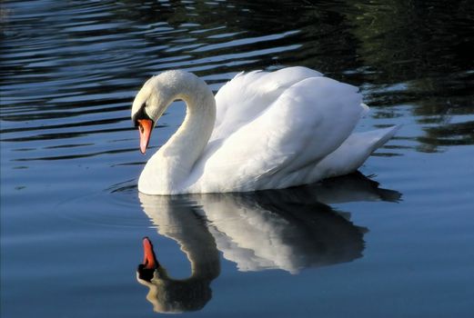 Single swan reflected in lake water
