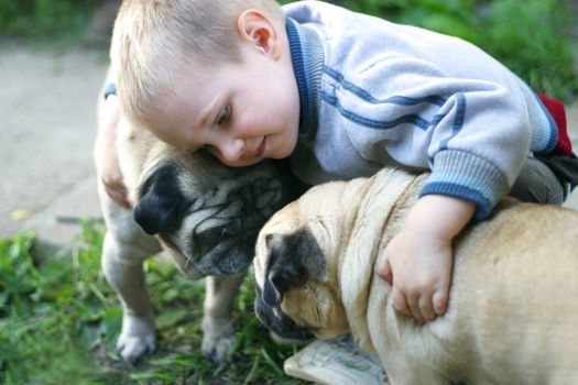 The little boy embraces two pugs