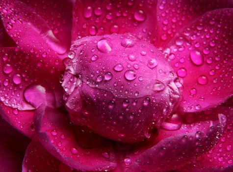 Petals of a peony in drops close-up