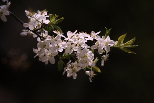Blossoming cherry on a dark background