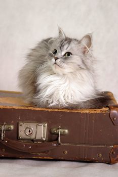 The image the cat on old suitcases