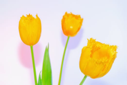 Three yellow tulip on a color background