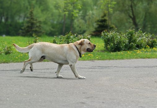 The dog quickly runs in park