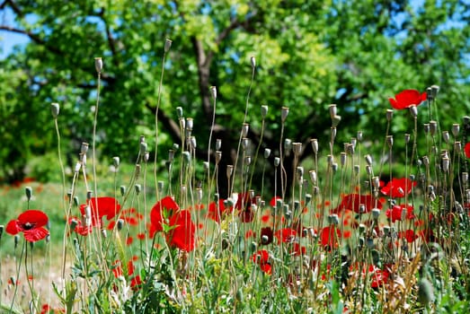 Several backlit red oriental poppies in a field