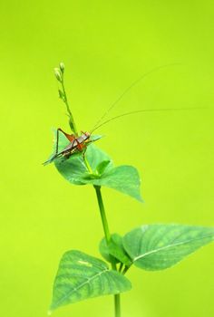 Grasshopper (Orthoptera) in a plant