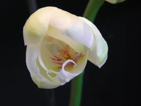 Photo of a white of Phalaenopsis. Close up against black background.