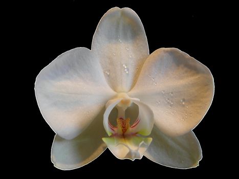 Photo of a white of Phalaenopsis. Close up against black background.