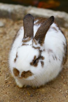 Rabbit close-up shot