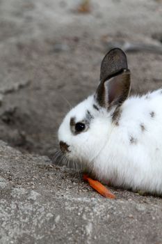 Rabbit eating carrot