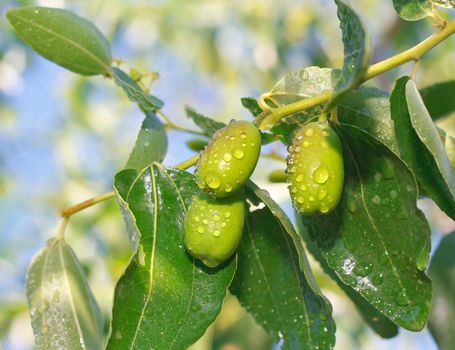 Jujuba inflorescence on a tree branch. The fruit of Zizyphus mauritiana contain vitamins (vitamin A, vitamin B, vitamin C, b-carotene),